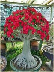 Róża pustynna czerwona z białym środkiem
